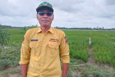 Pemkab Tanjabtim Siapkan Benih Padi Unggulan
