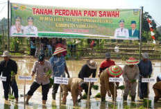 Menanam Padi Aksi Nyata Perkuat Ketahanan Pangan