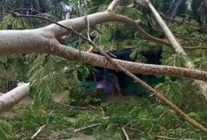 Pohon Besar Tumbang dan Menimpa Rumah Semi Permanen di Kelurahan Simpang Tanjab Timur