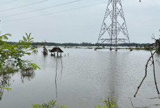 Ratusan Hektare Sawah Terendam Banjir, Petani Muaro Jambi Terancam Gagal Panen