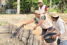 Ulat Maggot Menjadi Berkah