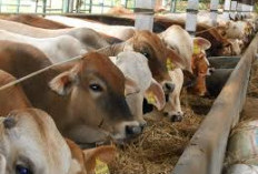 Cek dan Data Hewan Ternak Jelang Nataru