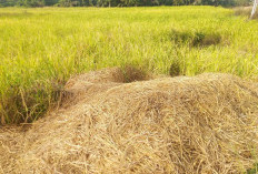 Petani Merasa Dirugikan, Praktik Pengoplosan Beras 