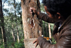 Luhut Bantah Isu Kepemilikan di Toba Pulp Lestari