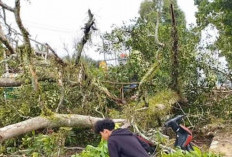 Pohon Tumbang Timpa Sepeda Motor, Lalu Lintas  Sempat Macet