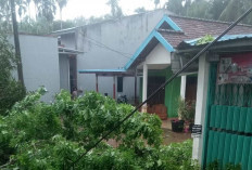 Pohon Besar Pinggir Jalan Rawan Tumbang, Mengancam Keselamatan Pengendara