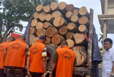 Polda Jambi Selidiki Tujuan Pengiriman Kayu Ilegal