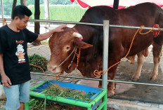 Daging Sapi Kurban Prabowo Khusus untuk Anak Yatim