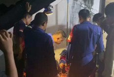 Damkar Selamatkan Anak Kucing di Dalam Pipa