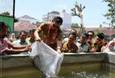 Budidaya Lele Tingkatkan Ekonomi Masyarakat