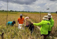 Program Cetak Sawah Terkendala Lahan