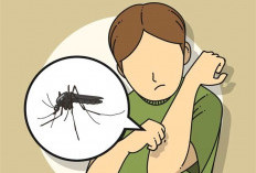 Tips Ampuh dan Alami, Mengatasi Luka Akibat Gigitan Nyamuk