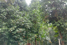 Petani Duku Khawatir Kualitas Buah Rusak, Masuk Musim Hujan Membuat Daun Berguguran