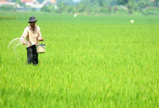 Pemkot Jambi Pertahankan 459 Hektare Sawah 