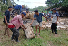 Harga Karet Naik Jadi Rp 14.500 Angin Segar Bagi Petani Karet 