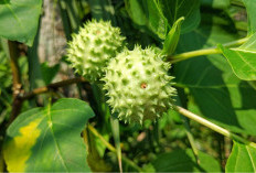 Waspada! Ini Bahaya Daun Kecubung, Bisa Sebabkan Keracunan