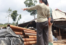 Memotong Pohon Sama dengan Menghancurkan Kehidupan