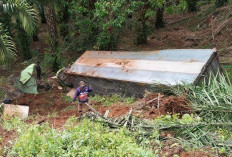 Ternyata Ini Tujuan Truk Tronton Sebelum Alami Rem Blong dan Terjun ke Jurang di Muara Emat