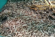 Ubah sampah Jadi Pakan Hewan, Inovasi DLH Bersama Kelompok Tani dan Perusahaan