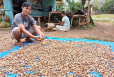 Harga Pinang di Bungo, Meroket  Petani di Jujuhan Raup Untung