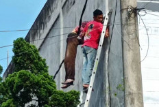 Tersangkut di Kabel Bertegangan Tinggi, Buruh Harian Alami Kecelakaan Kerja