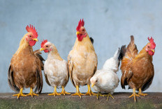 Waspadai! 5 Bagian Ayam yang Berpotensi Meningkatkan Risiko Kanker Payudara