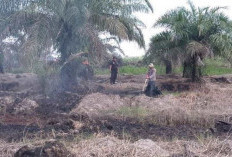 6 Hektare Lahan Terbakar, Sejak Januari hingga Juli 2024