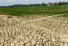 Sawah Ratusan Hektare di Batang Hari Alami Kekeringan