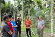 Edi Purwanto Dorong Pinang Jambi Masuk Daftar Komoditas Strategis Nasional Supaya Miliki Payung Hukum 