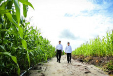 Harap Masyarakat Adat Diajarkan Manajemen Program Food Estate