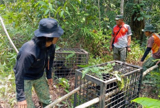 BKSDA Jambi Lepasliarkan Satwa Liar ke Habitat Asli di Hutan Harapan