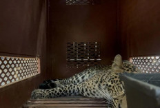 Macan Tutul Bikin Heboh, Masuk Area Hotel di Bandung Diduga Kabur dari Lembang Park Zoo