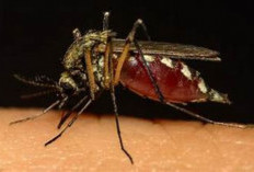 Memilki Angka Positivity Rate 12 Persen, IKN Menjadi Daerah Endemi Malaria