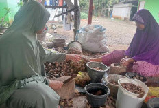 Petani Keluhkan Harga Jual Pinang Menurun, Hasil Buah Melimpah