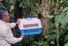 BKSDA Jambi Lepasliarkan Dua Kukang ke Cagar Alam Durian Luncuk