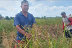 Petani Sawah Keluhkan Hama Tikus