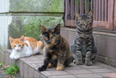 Ini 5 Penyebab Kucing Liar Suka Masuk Kerumah, Salah Satunya Merasa Aman