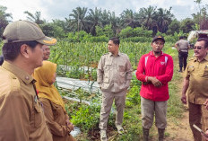 Hasilkan Produksi Jagung Memuaskan