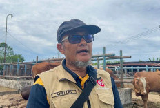 Harga Sapi Kurban Tembus Rp 21 Juta per Ekor