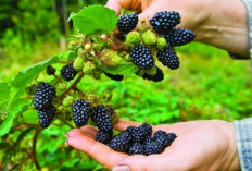 Manfaat Dahsyat Buah Blackberry,  Buah Super Sehat yang Wajib Masuk Menu Harian