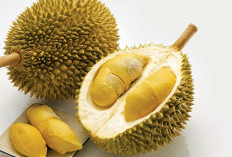 Mana yang Paling Enak? Ini Dia 5 Jenis Durian Populer di Indonesia