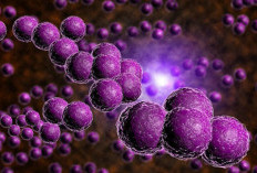 Hati-Hati Infeksi Bakteri Staphylococcus Aureus akibat Resisten Antibiotik