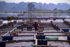 Perkuat Pengendalian Penyakit Ikan di Sektor Budidaya