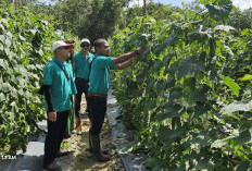 Panen Raya Hortikultura: Sinergi PT Bahari Gembira Ria-Minamas Plantation dan Pesantren Nurul Muttaqin