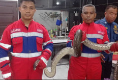 Berujung dengan Tangan Kosong, Petugas Berjibaku  Evakuasi Ular Piton