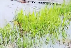 Buaya Liar Muncul di Pemukiman Warga,  Di Pinggir Jalan Umum Dendang Tanjab Timur