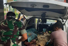  Dua Ekor Harimau Serang Warga Merangin, Diserang Saat Bekerja di Kebun, Alami Luka Serius