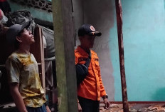 Kerugian Capai Rp 25 Juta Pohon Tumbang Timpa Rumah Warga di Muaro Jambi