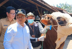 3.900 Hewan Kurban Terdata, Maulana: Cukup Penuhi Kebutuhan