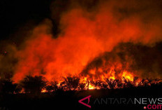 162 Hektare Lebih Lahan Sudah Terbakar